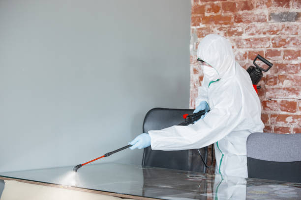 Mold Odor Removal Services in San Jacinto, CA